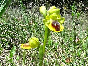 ophrys_lutea